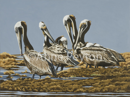 Seven Pelicans